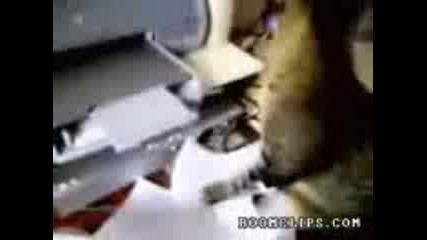Котката - Атака На Принтера