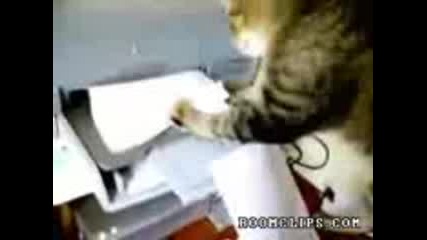 Котка vs Принтер