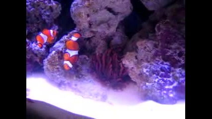 Clownfish Ready To Spawn
