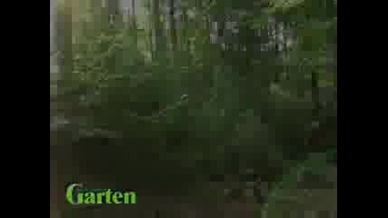 Stihl - Как сев поваля дърво
