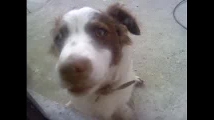 Bobo - dalgo pole
