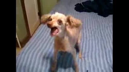 Най Лудото Куче - Ще Се Скъсате От Смях !!! 