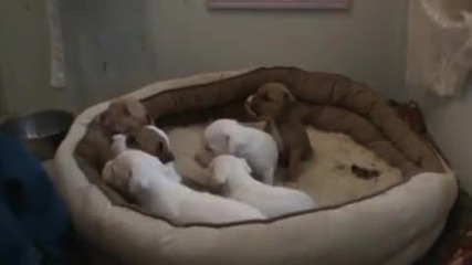 Рit bull puppies