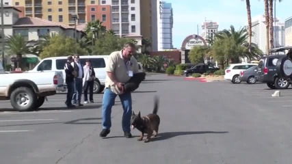 Обучение на полицейско куче