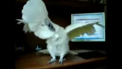 Death Metal Parrot
