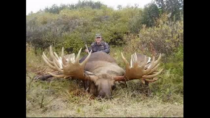 Big Animals