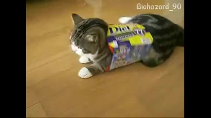 Шантаво Дебело Коте