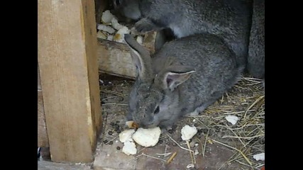 Picture 003