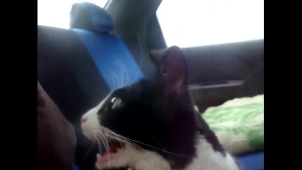 Котка полудява докато се вози