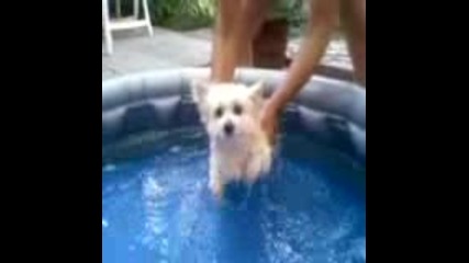 Кученце плува във вода