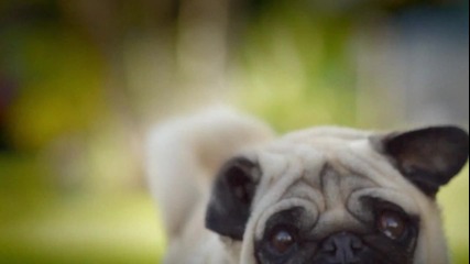 Doritos® - Pug Attack - - Crash the Super Bowl 2011 Finalist 