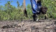 Засадиха над 30 000 дървета, за да отбележат Деня на водата в Бразилия (ВИДЕО)