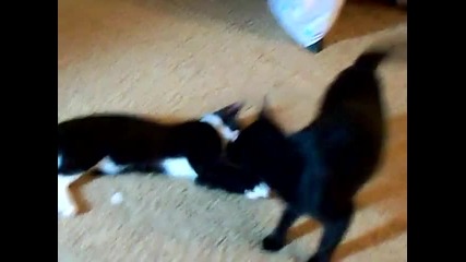 The two cats playing 