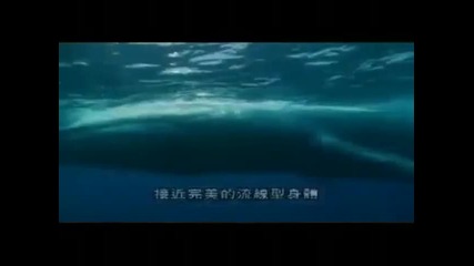 Най - Големия Кит В Океана