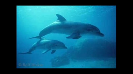 Delfini I Ku4eta - Ne Sa Li Sladki