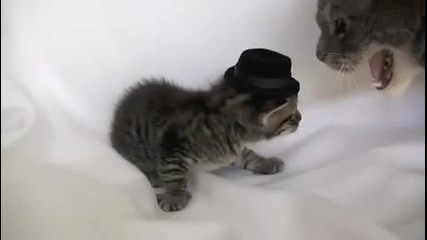 Малко котенце с шапка 