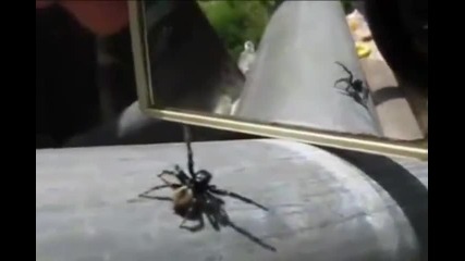 Смешен паяк танцува пред огледало 