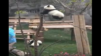 Бебе панда се катери по дърво.. 