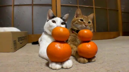 Котета балансират мандарини 