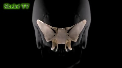 Невероятно! Скелет 3 D