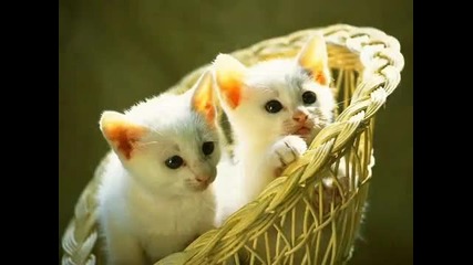Сладки котенца