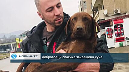 Доброволци спасиха заклещено куче