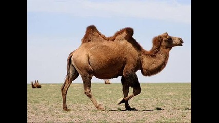 3 камили на кукили