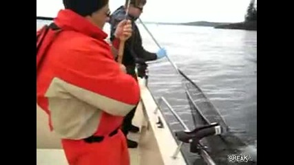 Уникално!!!морски лъв захапва вече хваната риба!!! 