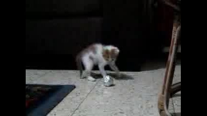 Моето Сладко Коте