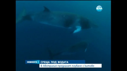 В Австралия предлагат плуване с китове
