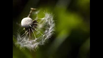 Wild Is The Wind (Nina Simone)
