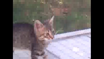 kote