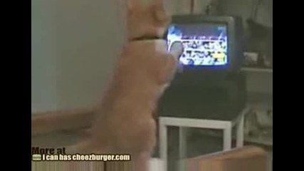 Котка запалена по бокс!!