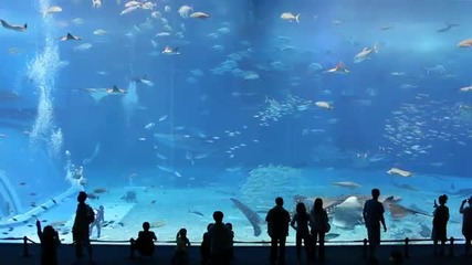 Най - големия аквариум в света красота 