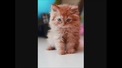 За моята безкрайна любов към теб