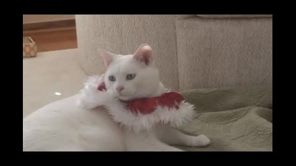 Котешка Коледа 