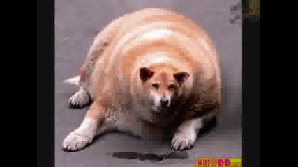 funny animal pics