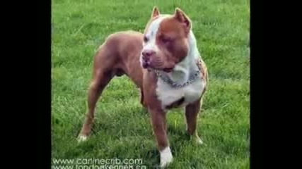 Kомпилация от яки [american Pittbuls]