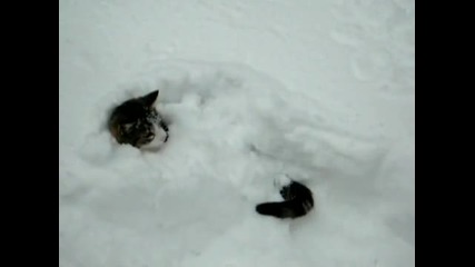Котка се крие в снега 
