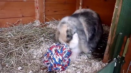 Супер сладък заек си играе с топка