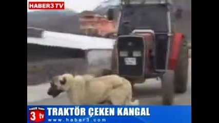 Кангал дърпа трактор
