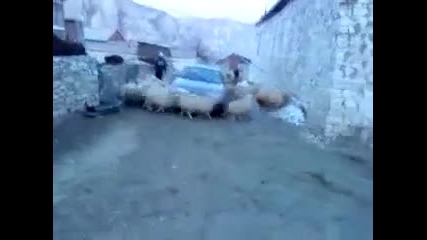 Овчи циклон