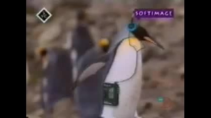 Пингвините обичат музиката