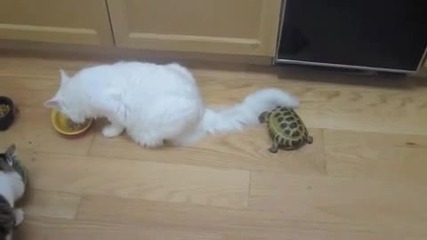 Малка костенурка напада котета