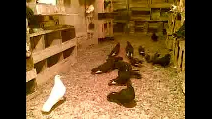 Pigeons