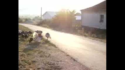 Podino
