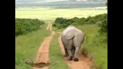 Какво прави този носорог ? Смях 