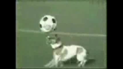 Кученце Играе Футбол
