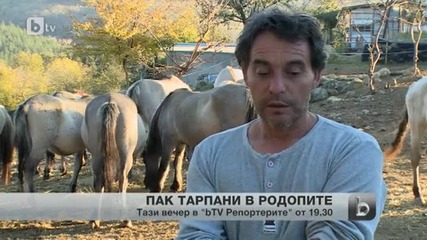 30 диви коне тарпани ще бъдат пуснати на свобода в Родопите