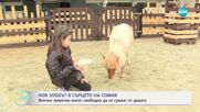 Нов зоокът в сърцето на София - „На кафе“ (04.06.2025)